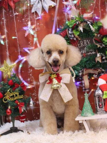 20231223チロくん